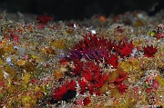 Miniacina miniacea Foraminifere rouge-Safaga Middle reef-8m-20171124-Denis-ADER-DSC_3883_tn